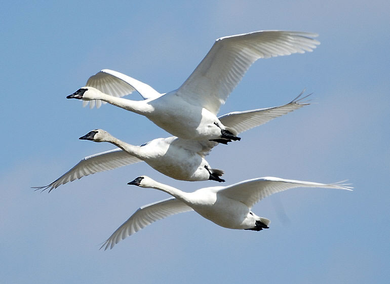 Cygnus_buccinator_-Riverlands_Migratory_Bird_Sanctuary,_Missouri,_USA_-flying-8